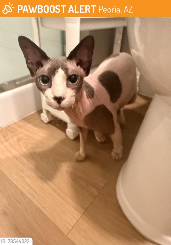 Found/Stray Male Cat last seen 91st Ave and Olive, Peoria, AZ 85381