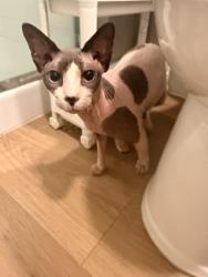 Found/Stray Male Cat last seen 91st Ave and Olive, Peoria, AZ 85381