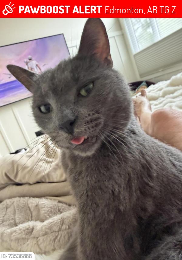Lost Male Cat last seen Near st Saskatchewan Dr. NW & 87 ave, Edmonton, AB T6G 0Z1