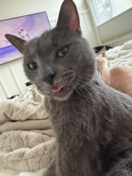 Lost Male Cat last seen Near st Saskatchewan Dr. NW & 87 ave, Edmonton, AB T6G 0Z1