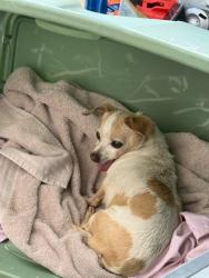 Found/Stray Female Dog last seen Beach st, Riverside, CA 92509