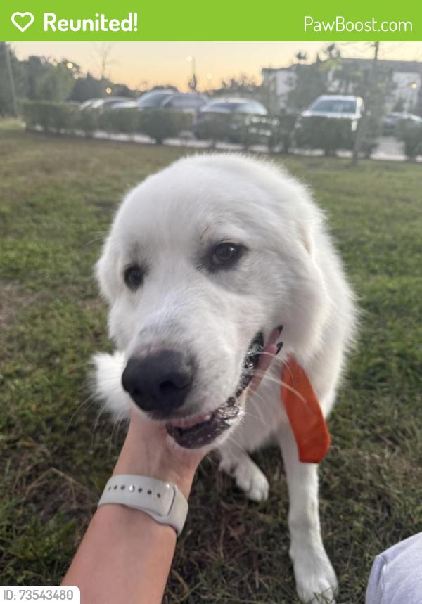 Reunited Male Dog last seen Tessa Springs apmts, Thonotosassa, FL 33592
