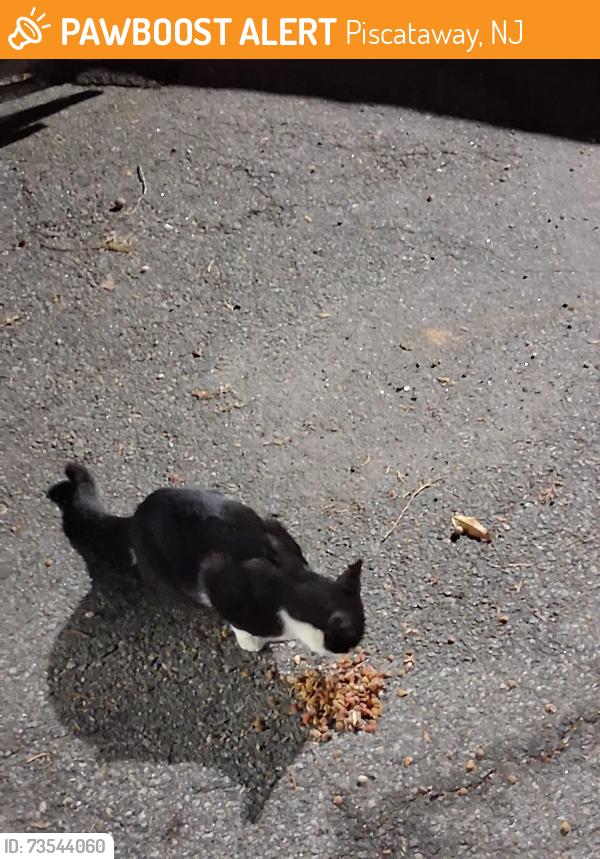 Found/Stray Unknown Cat last seen Stelton rd., Piscataway, NJ 08854