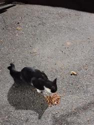 Found/Stray Unknown Cat last seen Stelton rd., Piscataway, NJ 08854