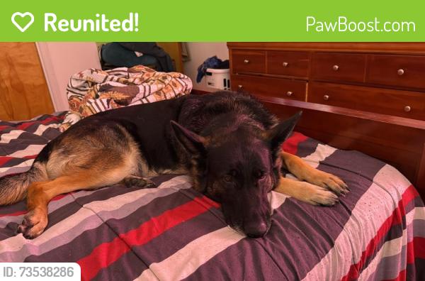 Reunited Female Dog last seen Post Office Rd, South Salem, NY 10590