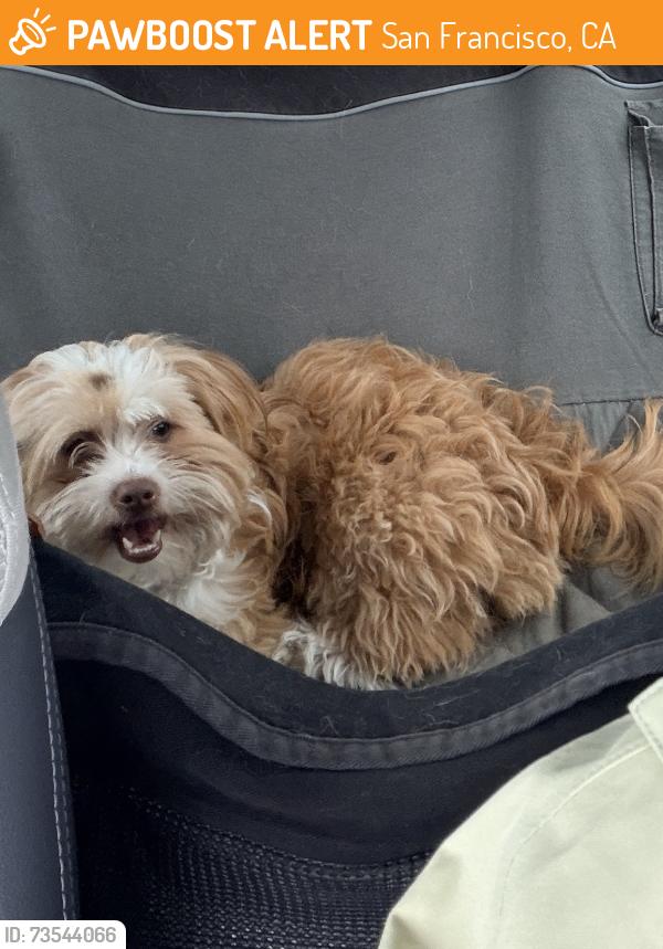 Found/Stray Male Dog last seen 29th St and Tiffany Ave, San Francisco, CA 94110