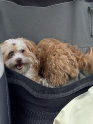 Found/Stray Male Dog last seen 29th St and Tiffany Ave, San Francisco, CA 94110