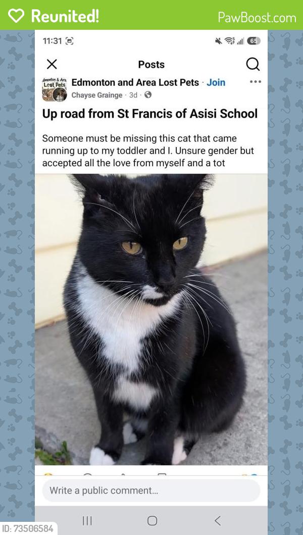 Reunited Male Cat last seen Kinnaird Ravine, Edmonton, AB T5H 3R7
