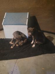 Found/Stray Male Dog last seen Tonekai and thunderbird, Apple Valley, CA 92307