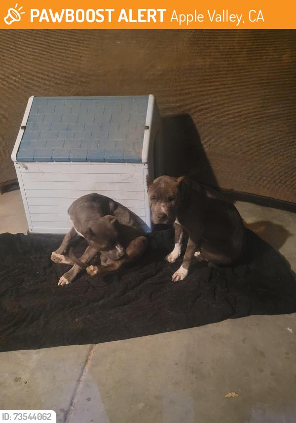 Found/Stray Male Dog last seen Tonekai and thunderbird, Apple Valley, CA 92307