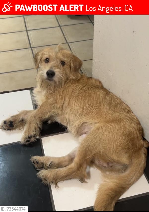 Lost Male Dog last seen 10/22/2026, Los Angeles, CA 90023