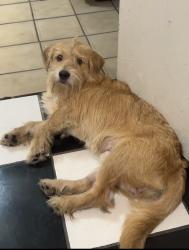 Lost Male Dog last seen 10/22/2026, Los Angeles, CA 90023