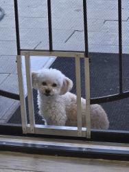 Reunited Female Dog last seen Near E Broadmor Dr. Came home and she was gone, seemingly escaped through the back yard gate., Tempe, AZ 85282