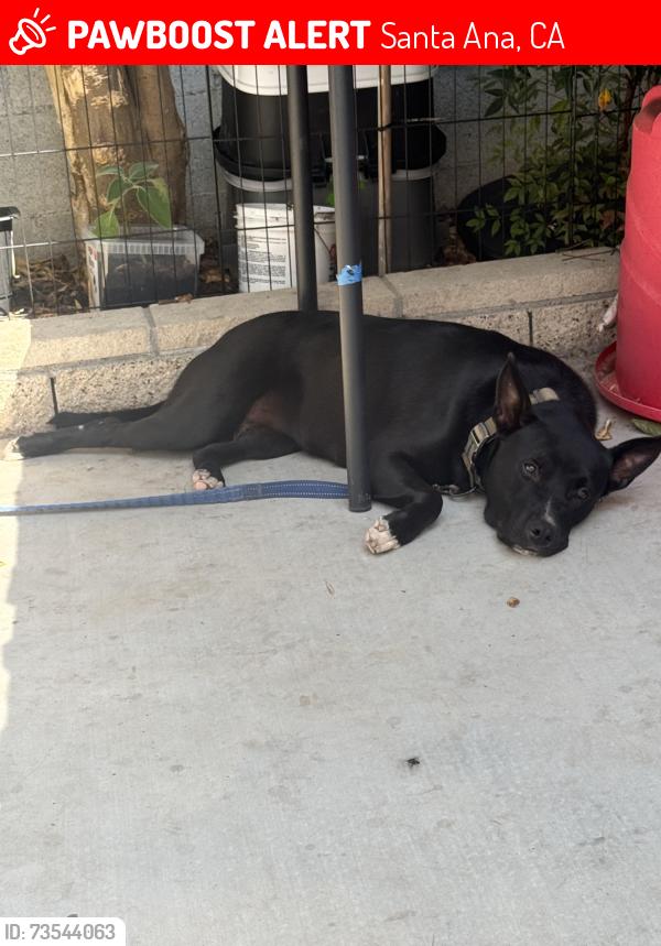 Lost Female Dog last seen McFadden and Bristol behind the Northgate, Santa Ana, CA 92704