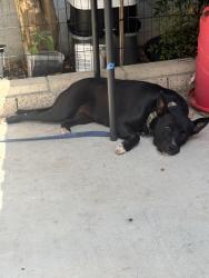 Lost Female Dog last seen McFadden and Bristol behind the Northgate, Santa Ana, CA 92704
