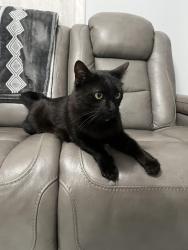 Found/Stray Female Cat last seen Near 215th Ave Aloha, Aloha, OR 97003