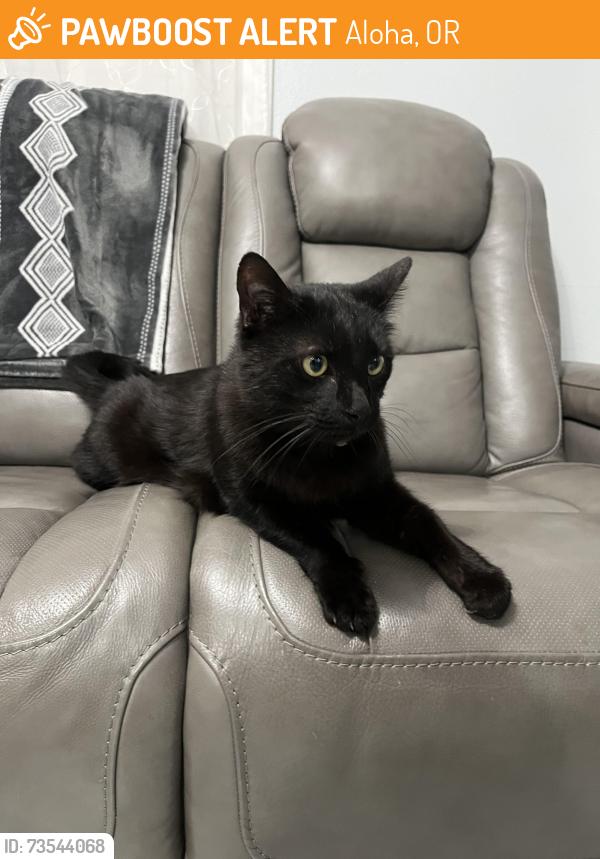 Found/Stray Female Cat last seen Near 215th Ave Aloha, Aloha, OR 97003