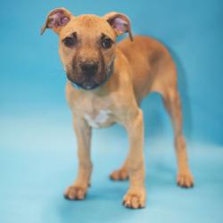 Shelter Stray Male Dog last seen , 8020 Washington St, Port Richey, FL 34668, USA