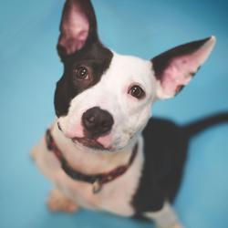 Shelter Stray Male Dog last seen , 8020 Washington St, Port Richey, FL 34668, USA