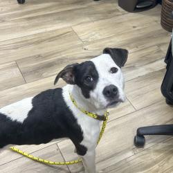 Shelter Stray Female Dog last seen , 124 Evergreen Ave, Newark, NJ 07114, USA