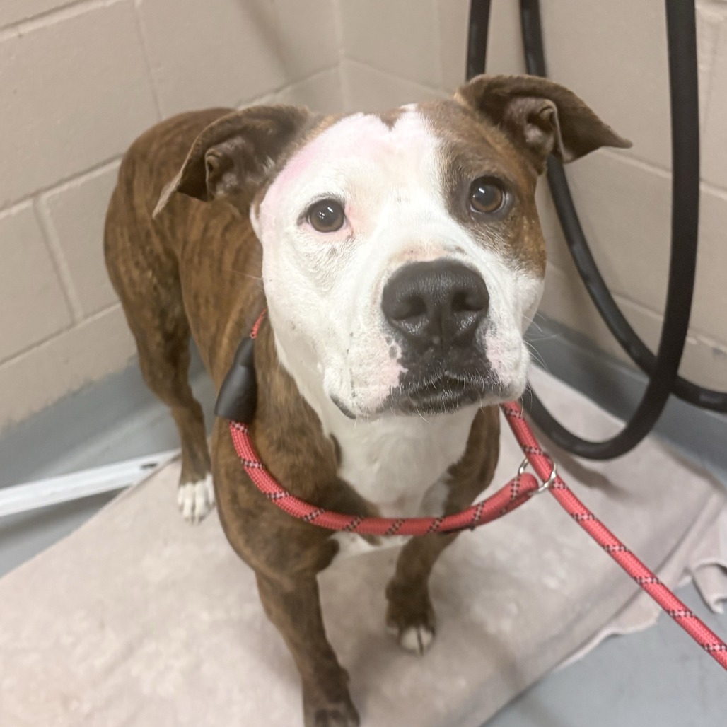 Shelter Stray Male Dog last seen , 2608 Center St, Tacoma, WA 98409, USA