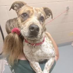 Shelter Stray Female Dog last seen , 2608 Center St, Tacoma, WA 98409, USA