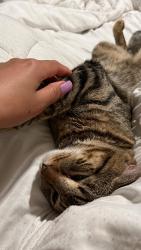 Lost Male Cat last seen Near marie ave everett, Everett, MA 02149