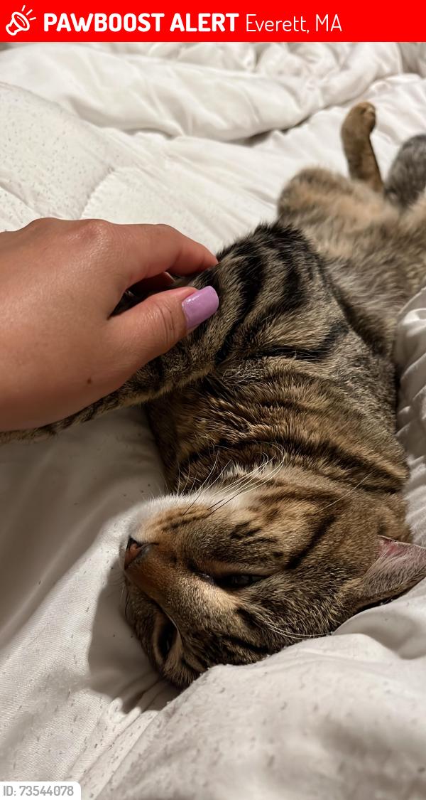 Lost Male Cat last seen Near marie ave everett, Everett, MA 02149