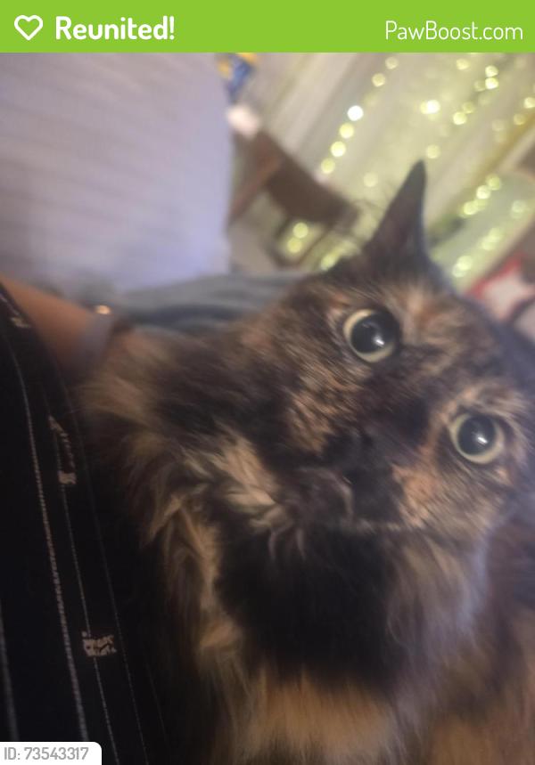 Reunited Female Cat last seen Near brockley backyard, Houston, TX 77087