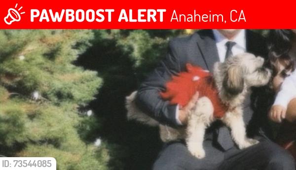Lost Female Dog last seen East and broadway, Anaheim, CA 92805