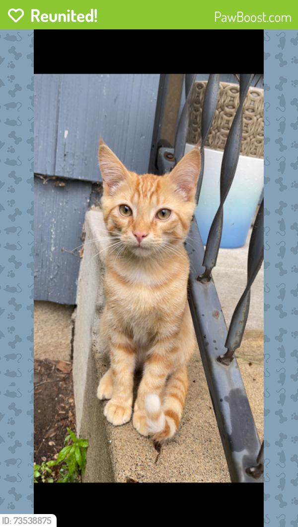 Reunited Male Cat last seen McGuire Road, Edina MN 55439, Minneapolis, MN 55439