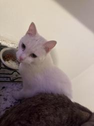 Reunited Female Cat last seen Near Howard st butler Pa 16001, Butler, PA 16001