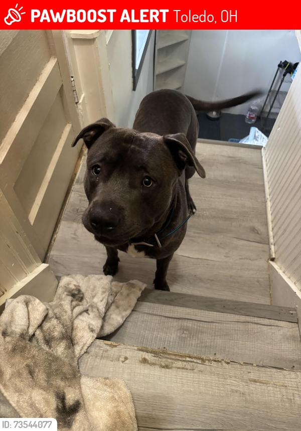 Lost Male Dog last seen Jamie Farr Park, Toledo, OH 43611
