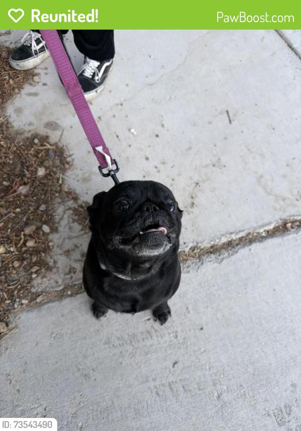 Reunited Male Dog last seen Near Alington Bend Dr, Las Vegas, NV 89139, USA, Las Vegas, NV 89139