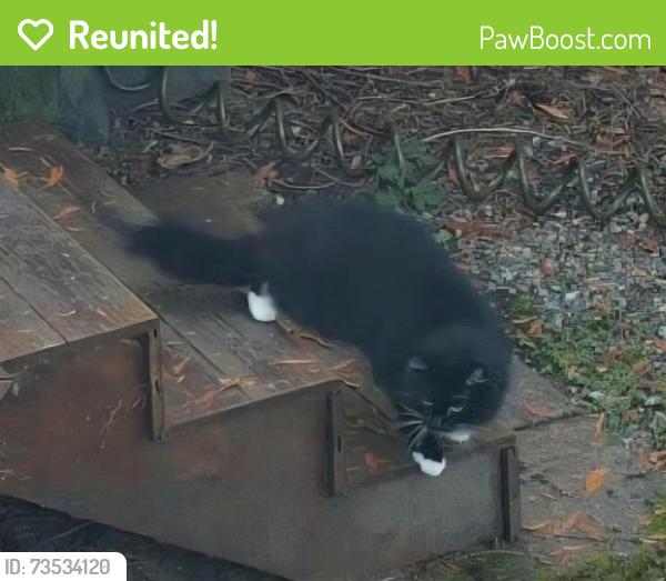 Reunited Unknown Cat last seen Mink Road and NE 154th St, Woodinville, WA 98077