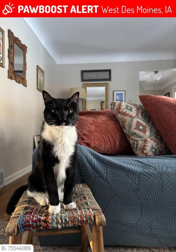 Lost Male Cat last seen 21st St and Ashworth, West Des Moines, IA 50265