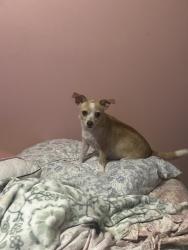 Found/Stray Female Dog last seen Zarzamora and guadelupe, San Antonio, TX 78207