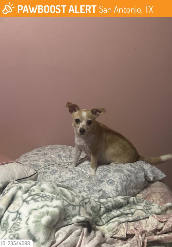 Found/Stray Female Dog last seen Zarzamora and guadelupe, San Antonio, TX 78207