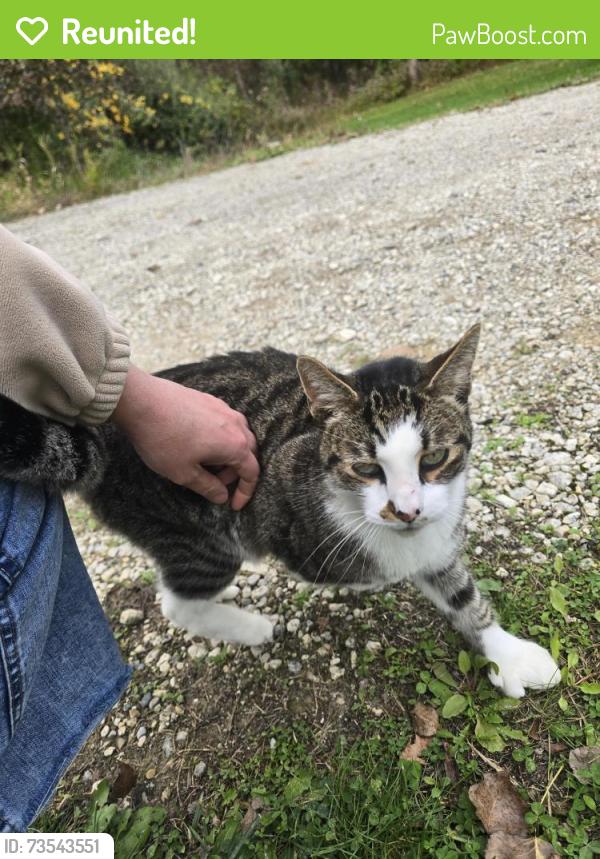 Reunited Male Cat last seen RATALEE LK RD, Rose Township, MI 48442