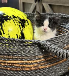 Shelter Stray Male Cat last seen Near W 2200 N, Layton, UT 84041, USA, 1422 E 600 N, Fruit Heights, UT 84037, USA