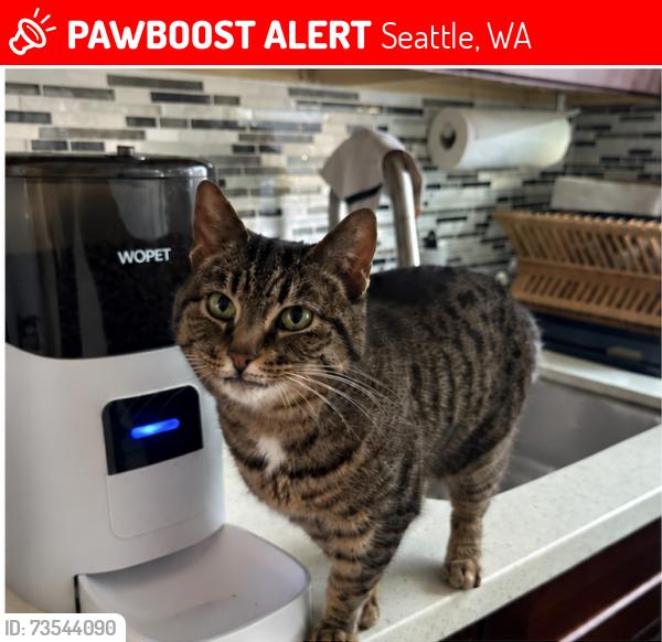 Lost Female Cat last seen 48th Ave SW & SW Hanford (by Madison Middle School), Seattle, WA 98116