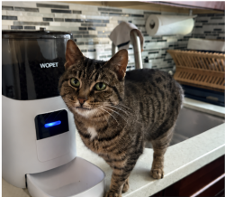 Lost Female Cat last seen 48th Ave SW & SW Hanford (by Madison Middle School), Seattle, WA 98116