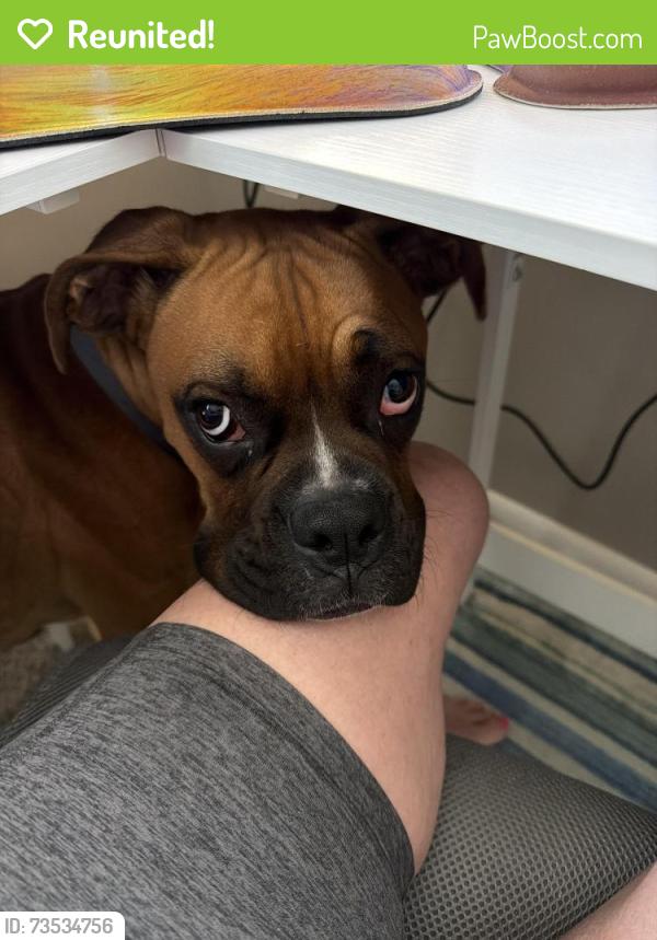 Reunited Male Dog last seen Clara dr, Trenton, OH 45067