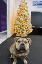 Lost Female Dog last seen Ibyana Ct, breynia ct, Jimboomba, QLD 4280