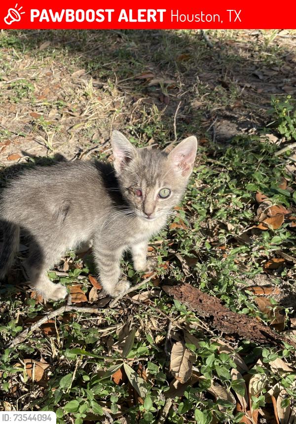 Lost Female Cat last seen jones rd, Houston, TX 77064