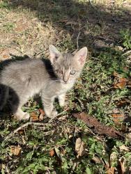 Lost Female Cat last seen jones rd, Houston, TX 77064