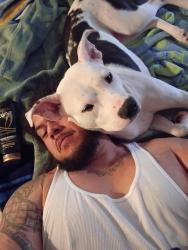 Lost Female Dog last seen Emerald Queen Casino, Fife, WA 98424