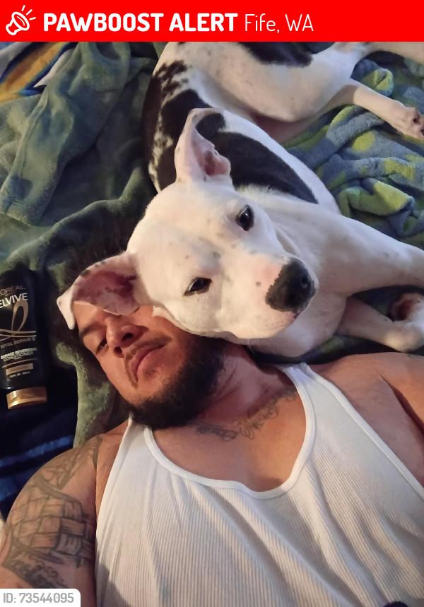 Lost Female Dog last seen Emerald Queen Casino, Fife, WA 98424