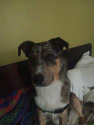 Reunited Male Dog last seen Community hosp, Fresno, CA 93721