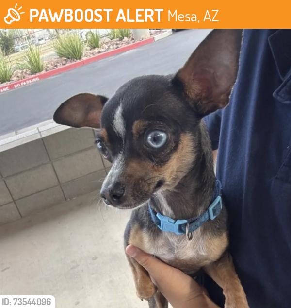 Found/Stray Male Dog last seen Mesa Dr and Southern, Mesa, AZ 85210